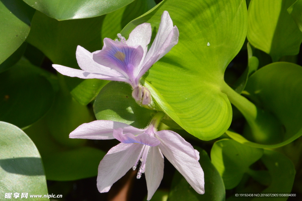 水葫芦