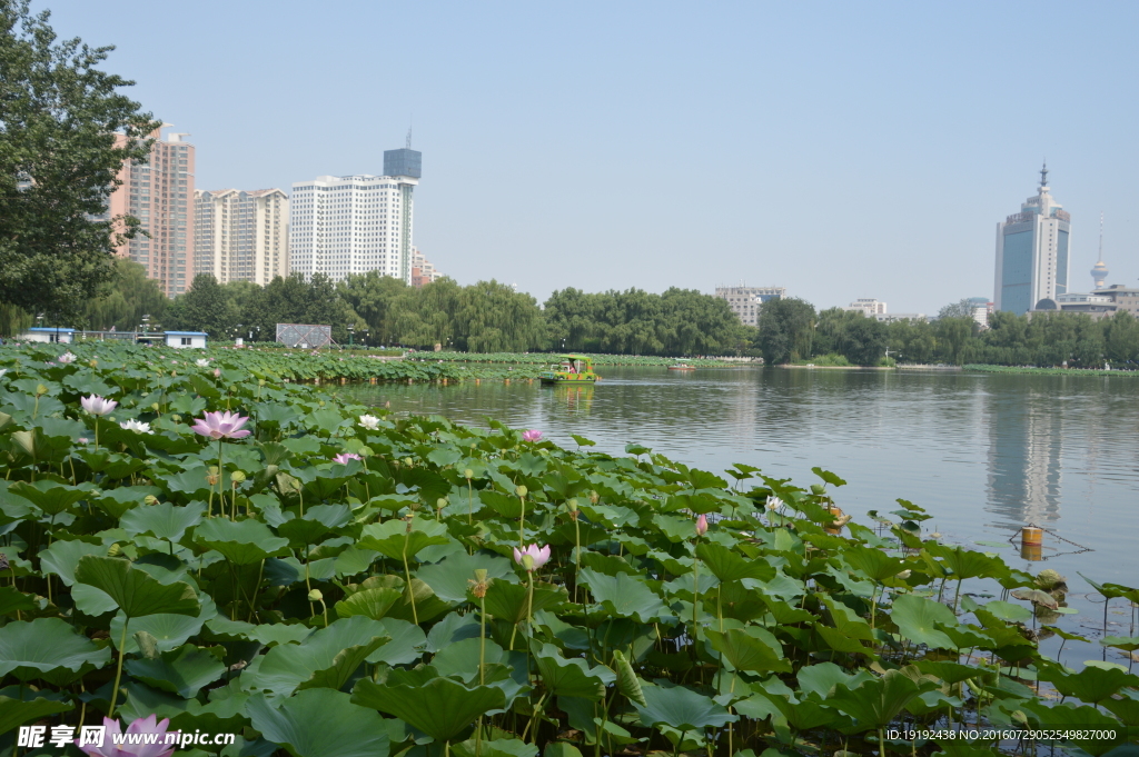 莲花池风景