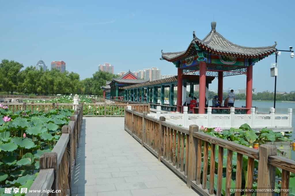 莲花池风景