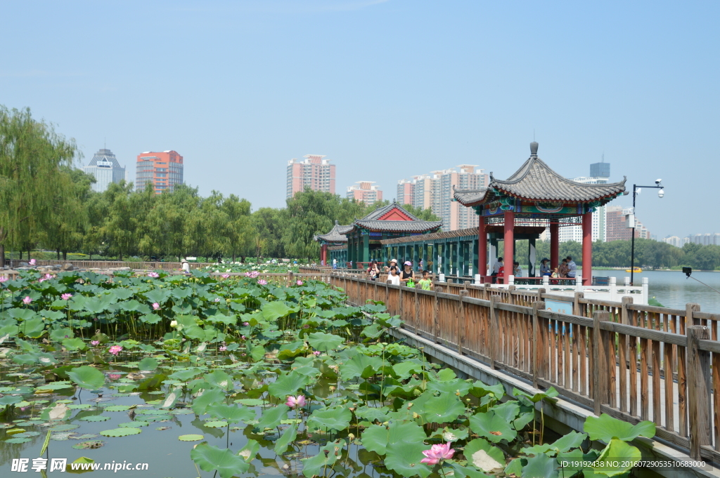 莲花池风景