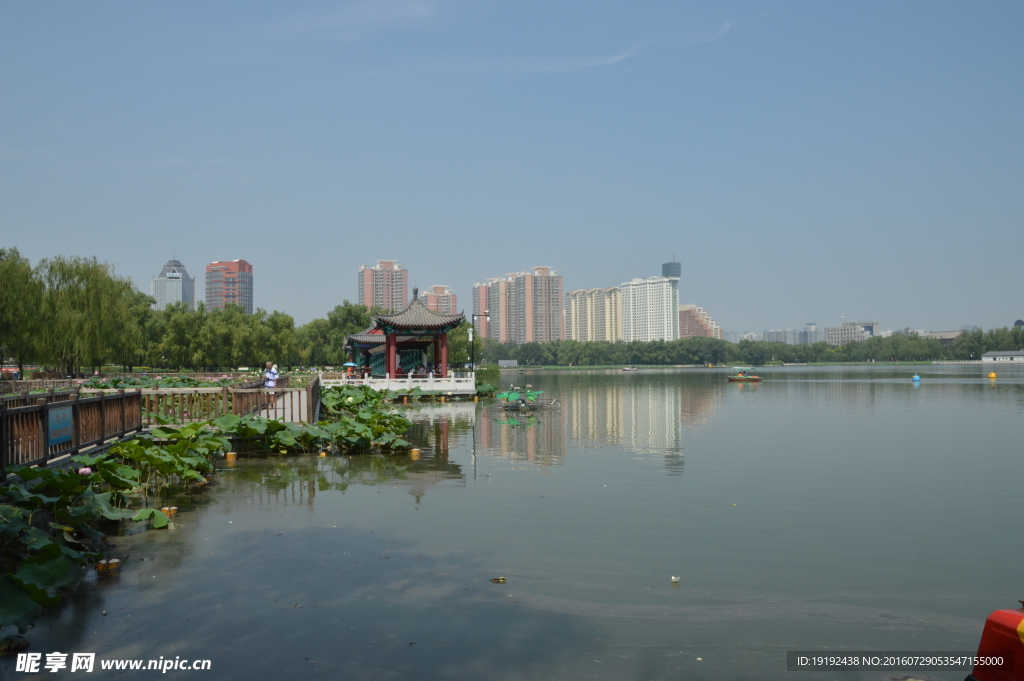 莲花池风景