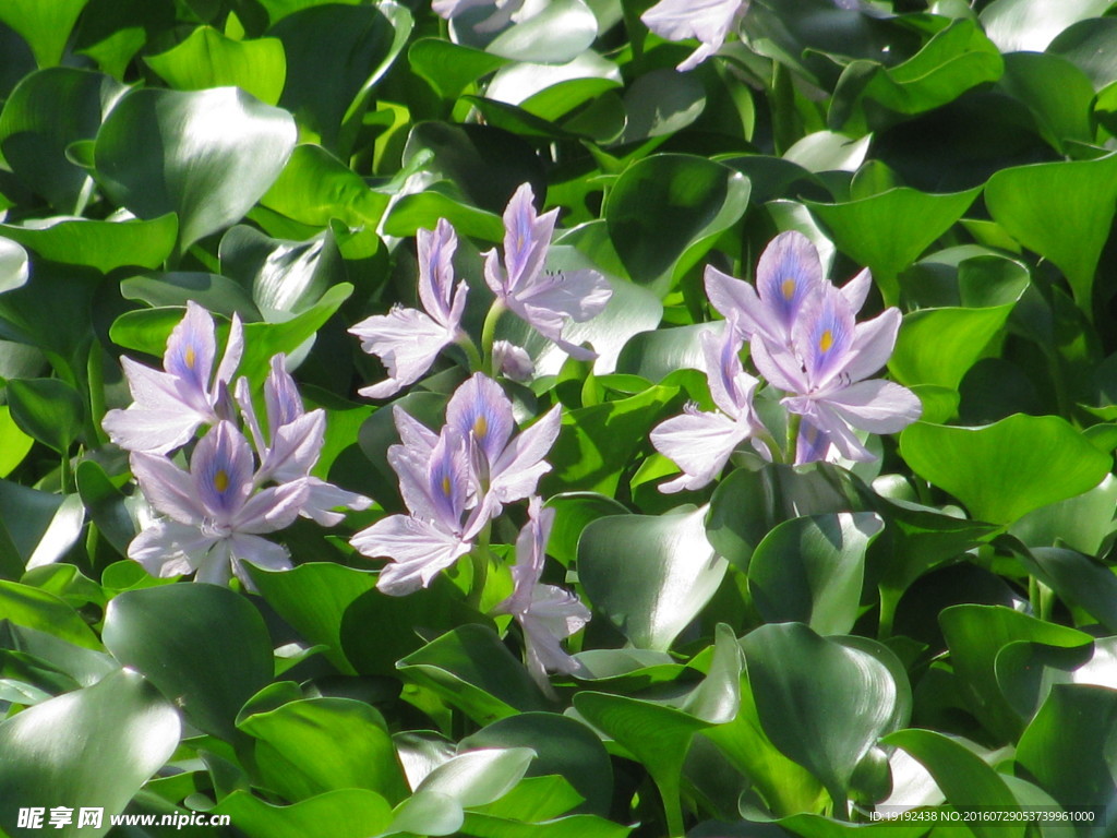 水葫芦