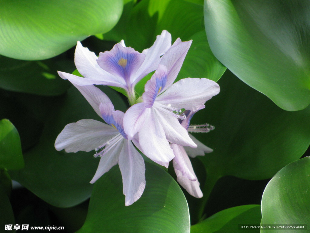 水葫芦