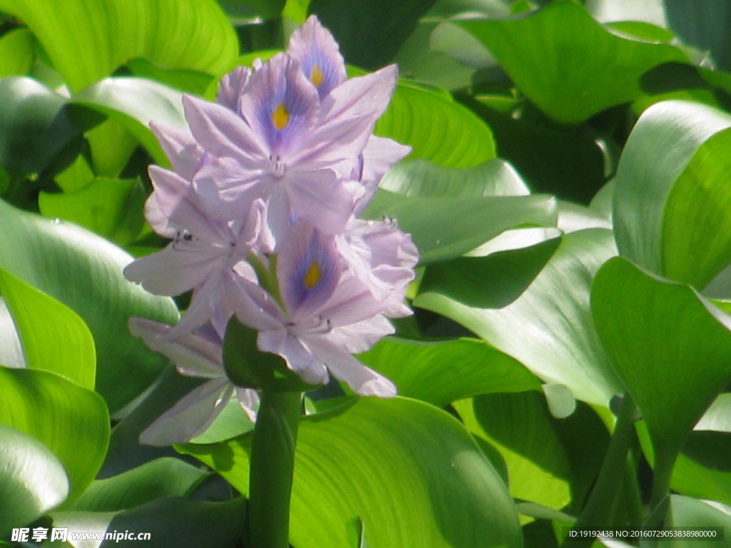 水葫芦