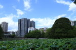 荷塘风景
