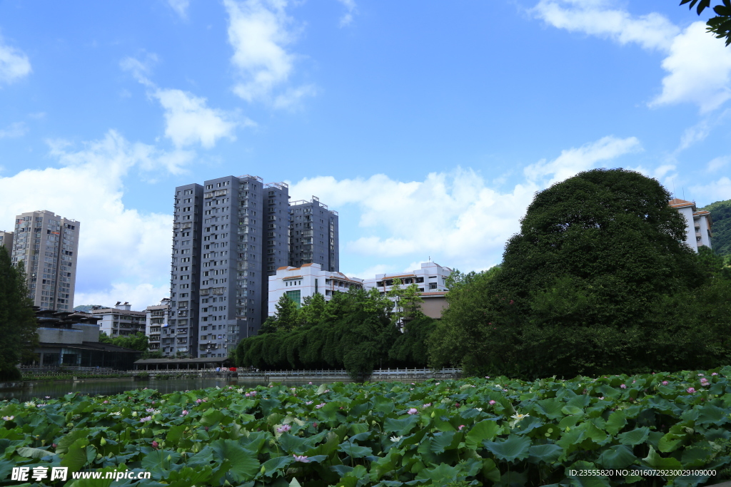荷塘风景