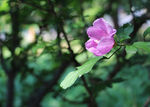 木槿花