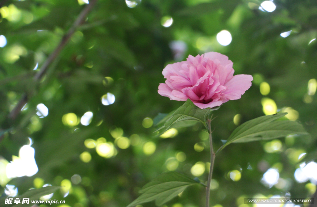 木槿花
