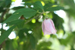 木槿花