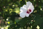 木槿花