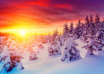 夕阳 雪松