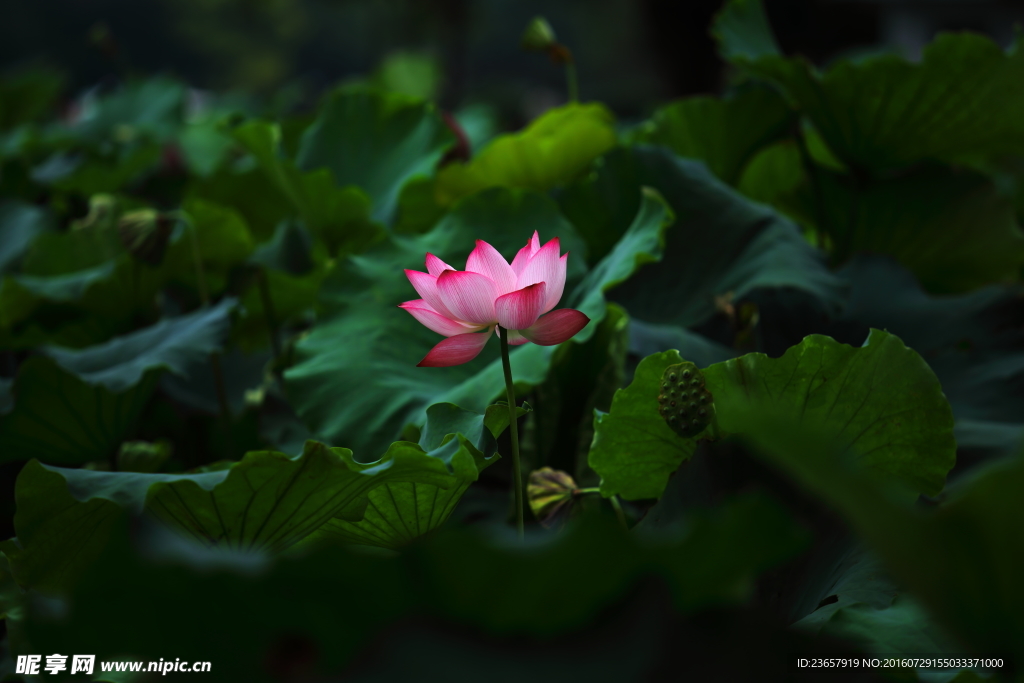 荷花