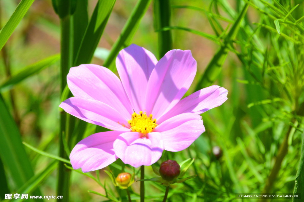 格桑花