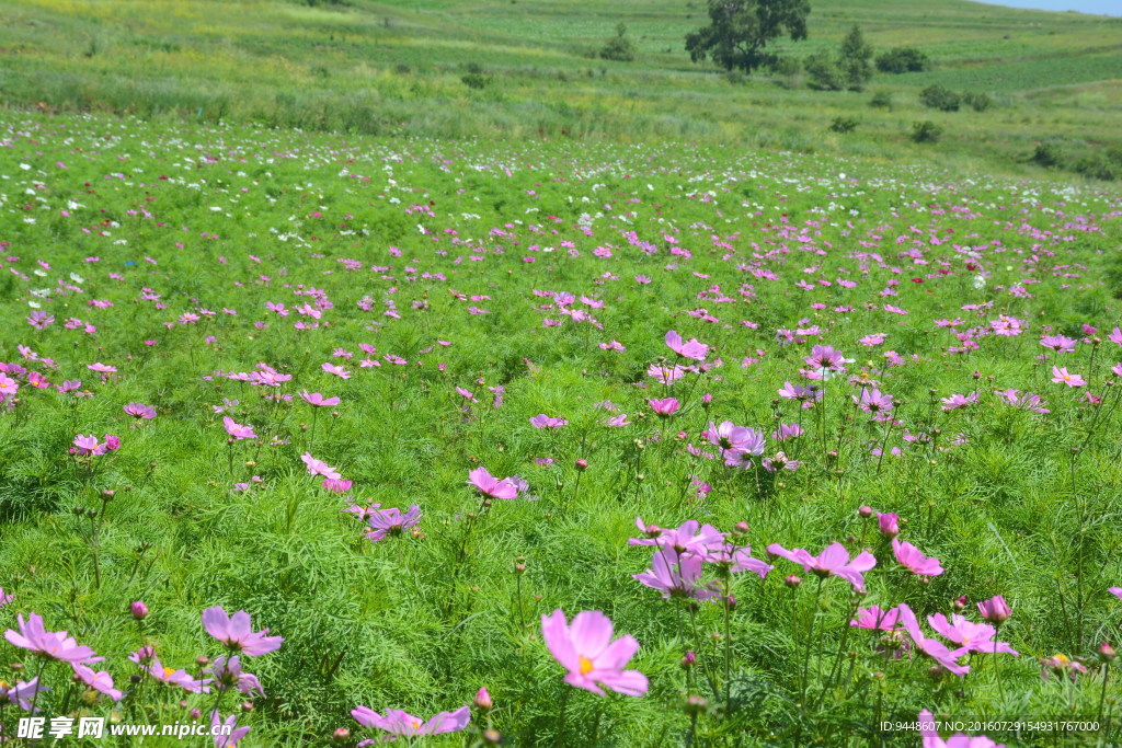 格桑花