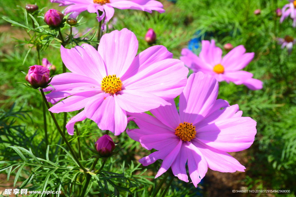 格桑花
