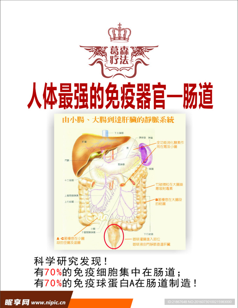 肠道图片