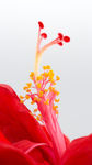扶桑花