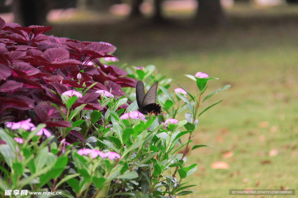 公园植物