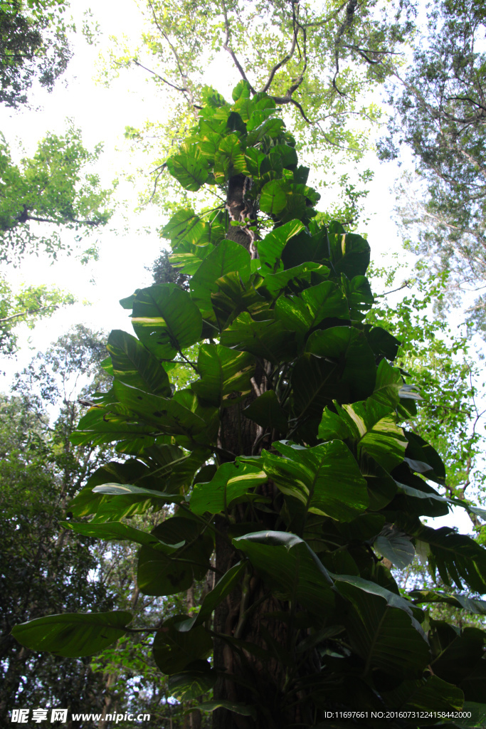公园植物