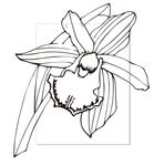 线描花