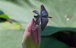 蜻蜓