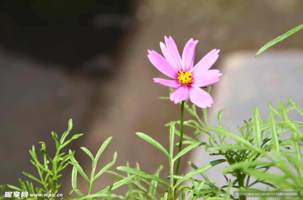 波斯菊