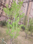 小树苗 楼房