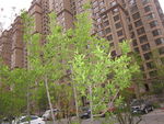小树苗 楼房