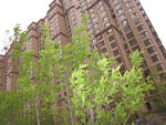 小树苗 楼房