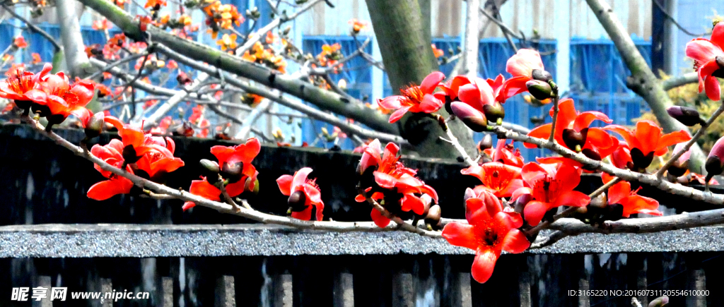 木棉花