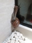 蜗牛