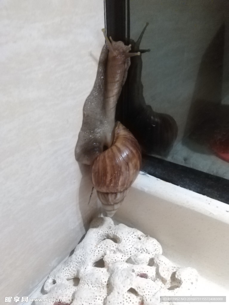 蜗牛