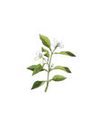 香橙花
