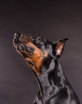 杜宾犬
