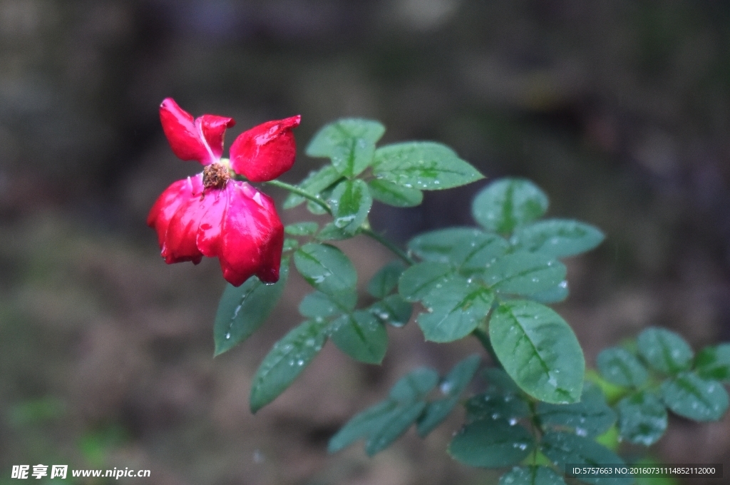 玫瑰花