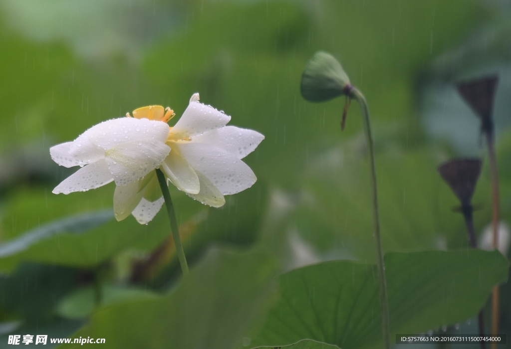 荷花 雨荷