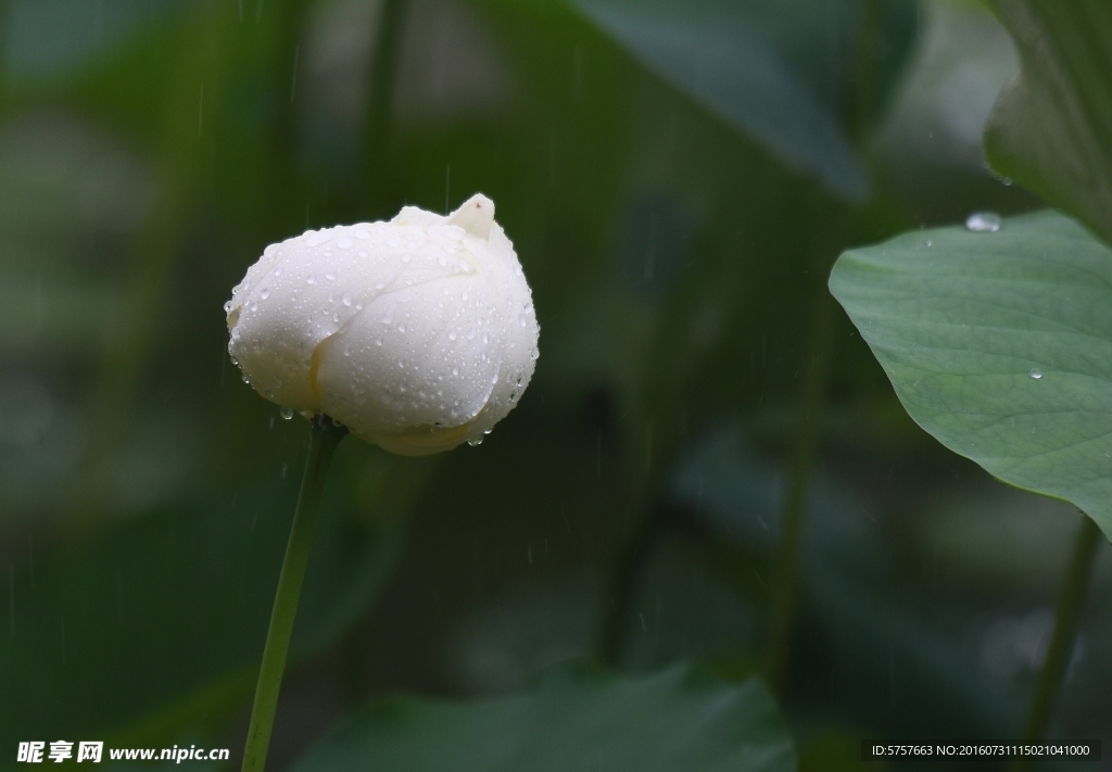 荷花 雨荷