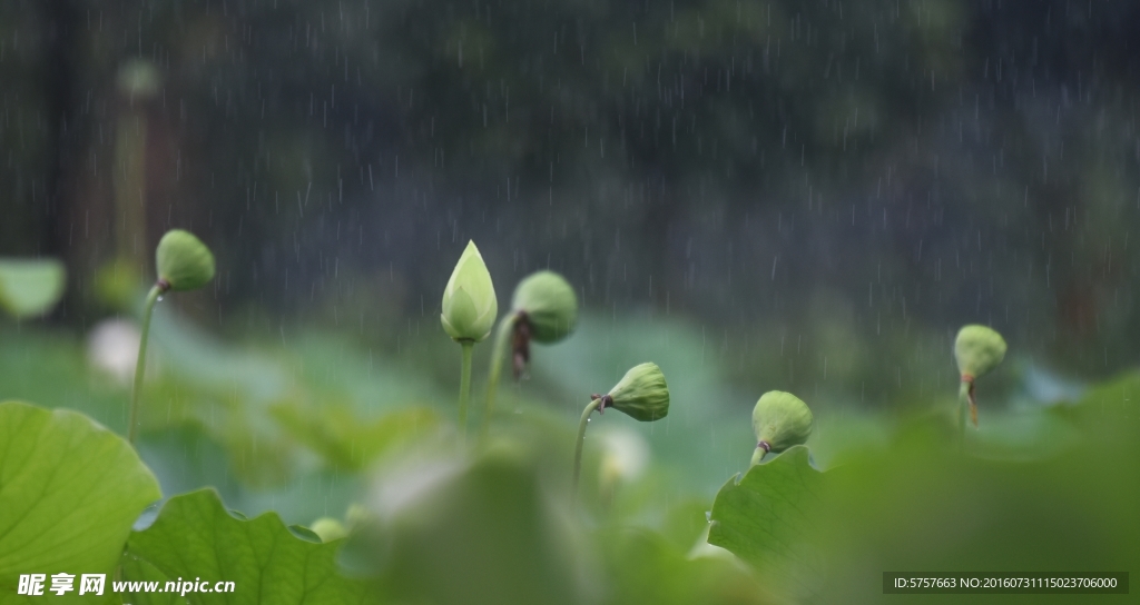 荷花 雨荷