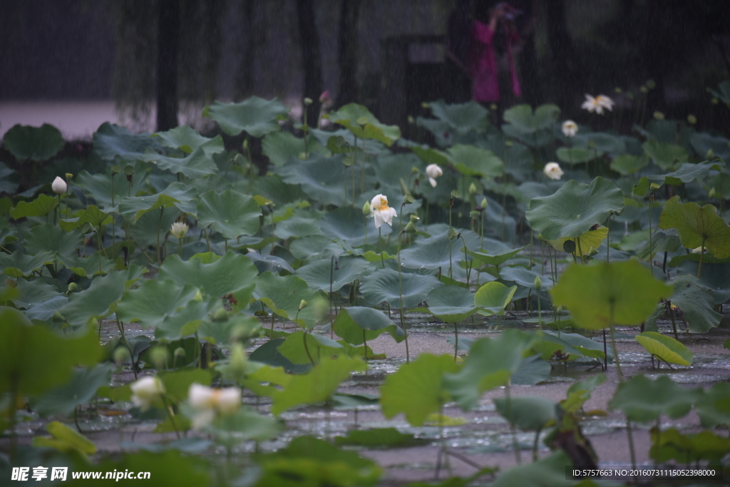 荷花 雨荷