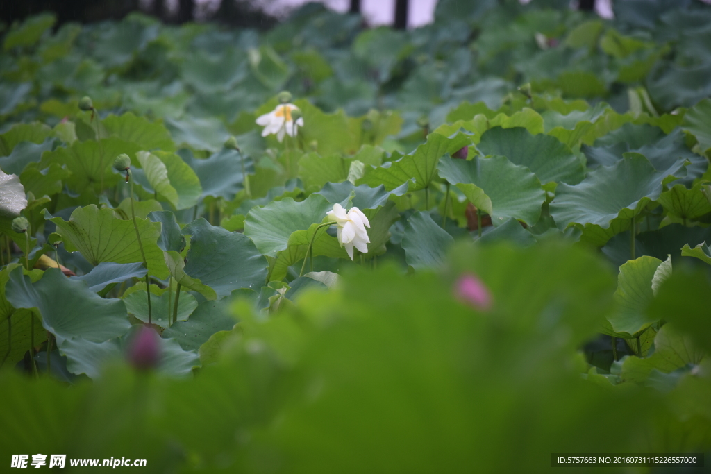 荷花 雨荷