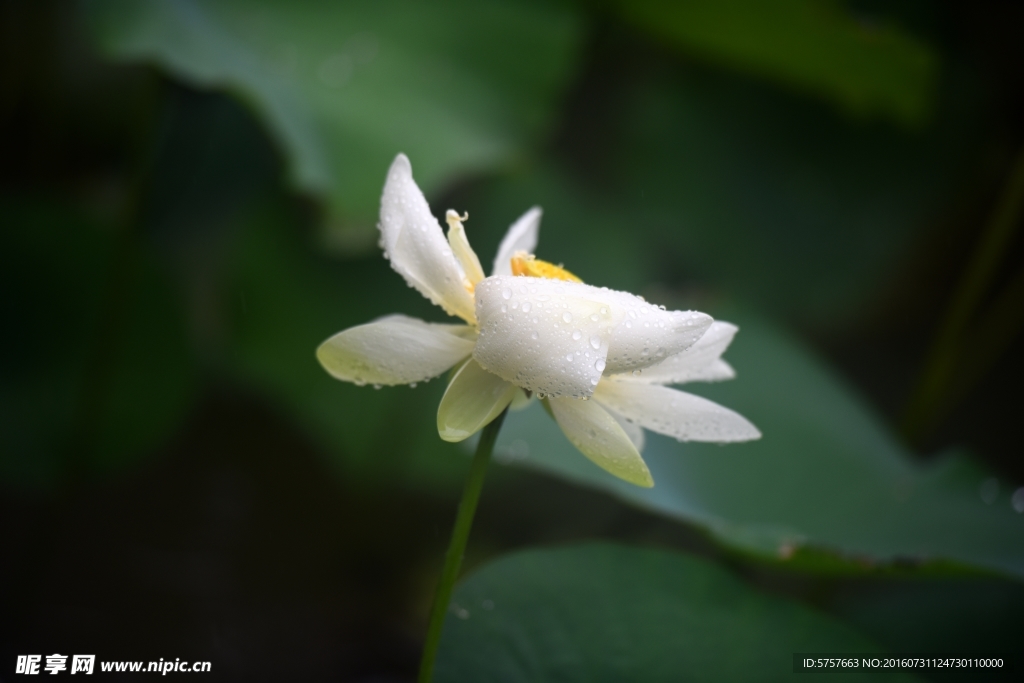 荷花 雨荷