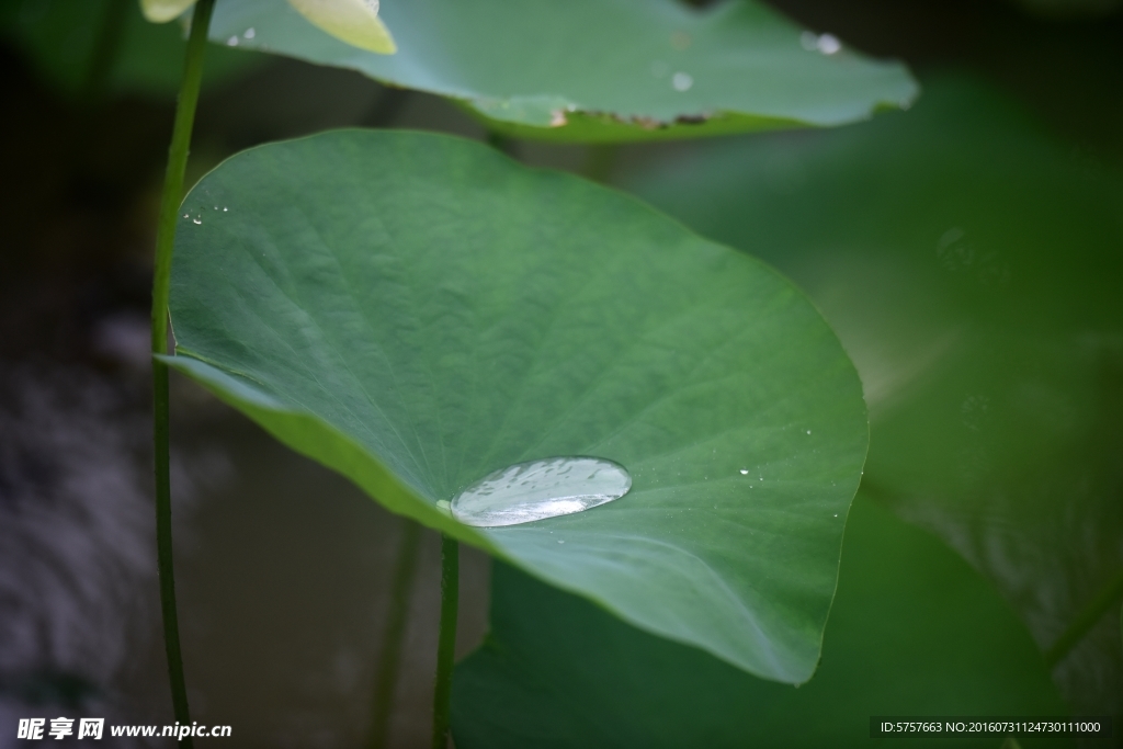 荷花 雨荷