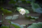 荷花 雨荷