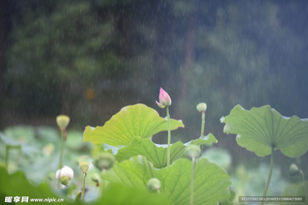 荷花 雨荷