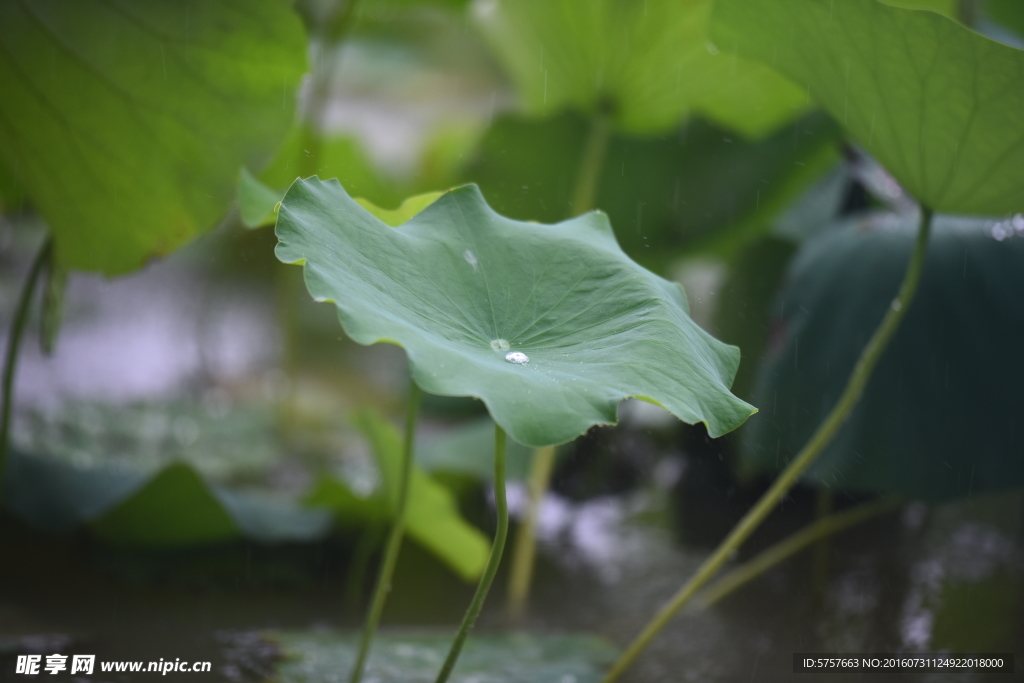 荷花 雨荷