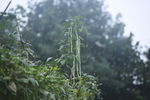 雨中缸豆