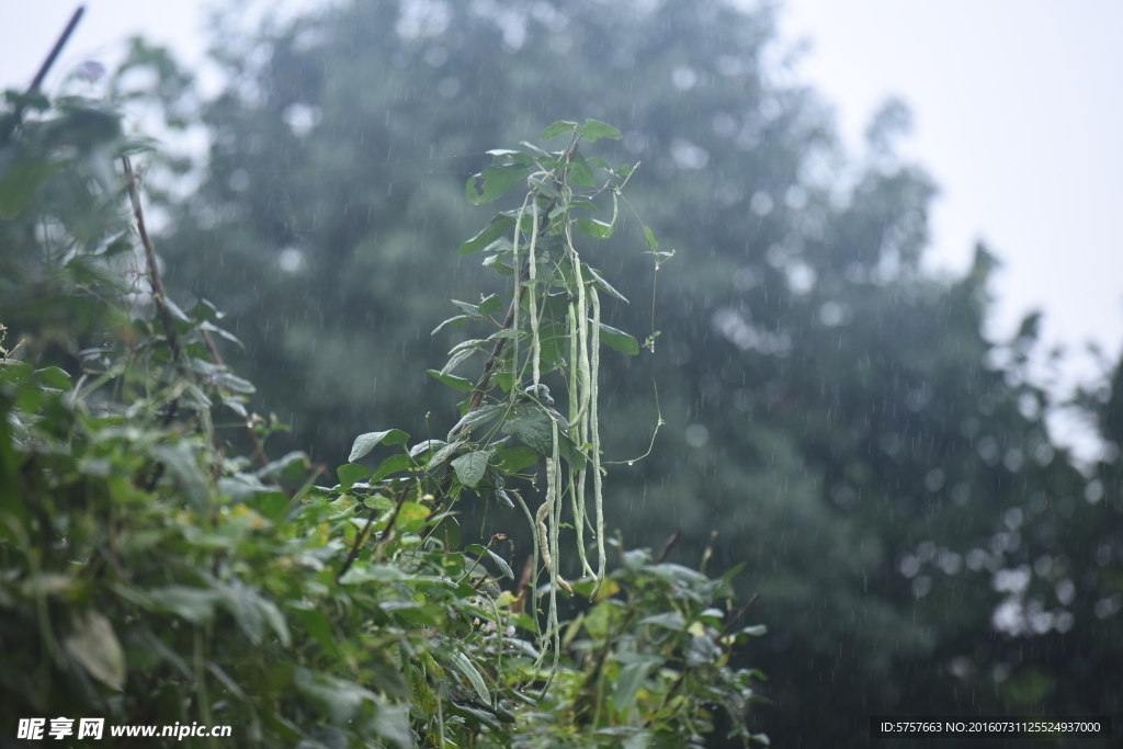 雨中缸豆