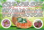 红心芭乐