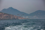 海鸥