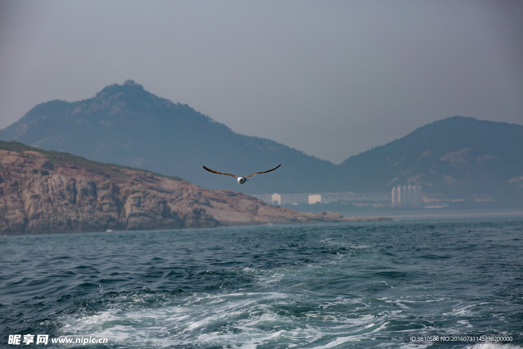 海鸥